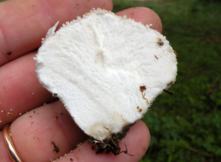 Lycoperdon e dintorni